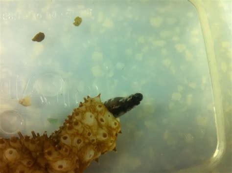 pearl fish|Pearlfish from a Sea Cucumber .